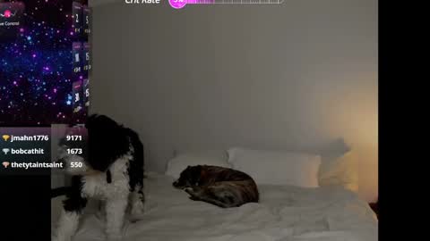 Snapshot of theselina_kyle chatting on January 25, 4:13 am Selina Kyle online show from January 25, 4:13 am