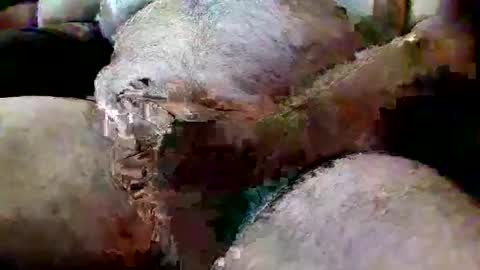 Snapshot of thiccd456 chatting on July 13, 6:55 pm ThiccD online show from July 13, 6:55 pm