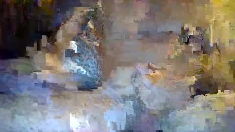 Snapshot of thommthomm71 chatting on July 20, 12:25 am thommthomm71 online show from July 20, 12:25 am