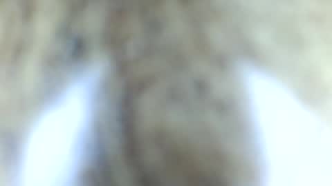 Snapshot of tinypecker6 chatting on June 8, 5:57 pm tinypecker6 online show from June 8, 5:57 pm