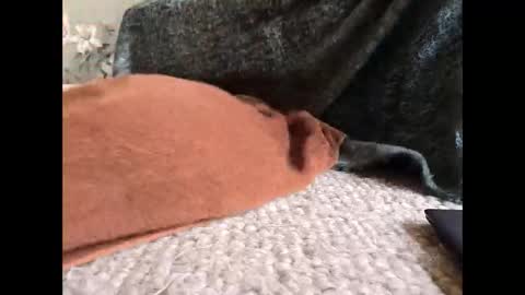 Snapshot of veined_lollypop chatting on March 31, 9:21 am Veined lollypop online show from March 31, 9:21 am