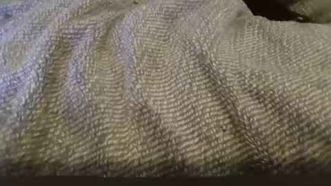 hung boy online show from February 1, 2:34 pm