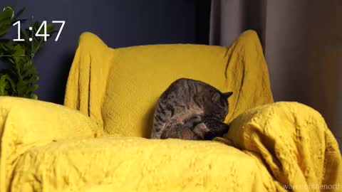 Snapshot of waynenorth chatting on September 21, 3:13 pm waynenorth online show from September 21, 3:13 pm