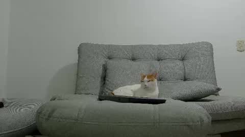 yeisongomezz online show from July 8, 1:21 am