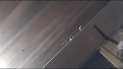 yessirprincesspet online show from November 30, 6:39 am