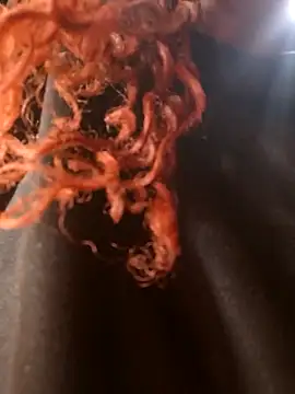 Swirly blac online show from March 24, 7:24 am