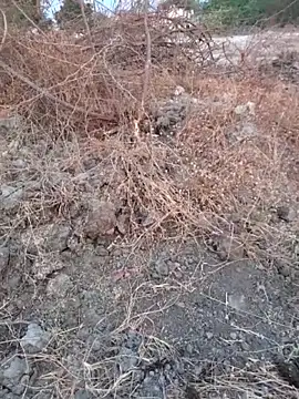 Ajith mvi online show from March 16, 1:33 am