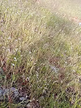 Snapshot of sexoooj chatting on October 22, 10:37 am sexoooj online show from October 22, 10:37 am