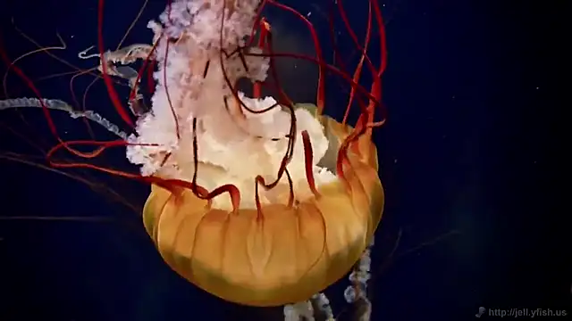 streamy test12 online show from December 14, 10:53 am