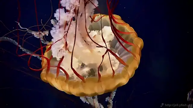 streamy test12 online show from December 17, 9:59 am