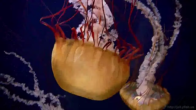 Snapshot of streamy_test13 chatting on January 3, 8:10 am streamy test13 online show from January 3, 8:10 am