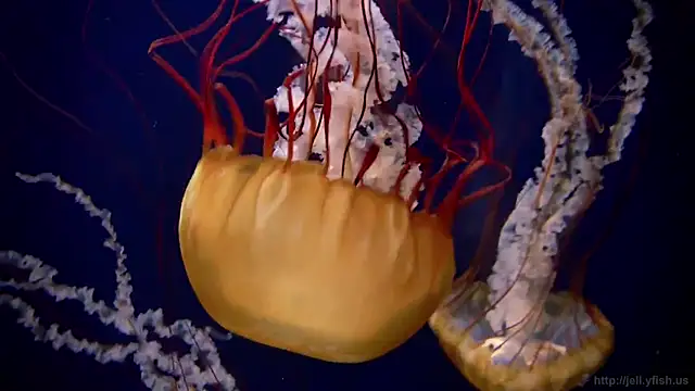 Snapshot of streamy_test13 chatting on March 21, 8:17 am streamy test13 online show from March 21, 8:17 am