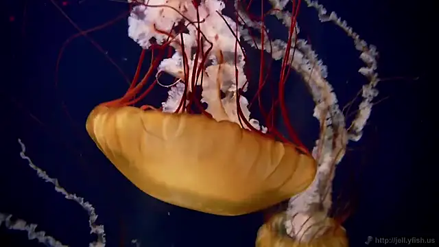 Snapshot of streamy_test13 chatting on September 22, 5:59 pm streamy test13 online show from September 22, 5:59 pm