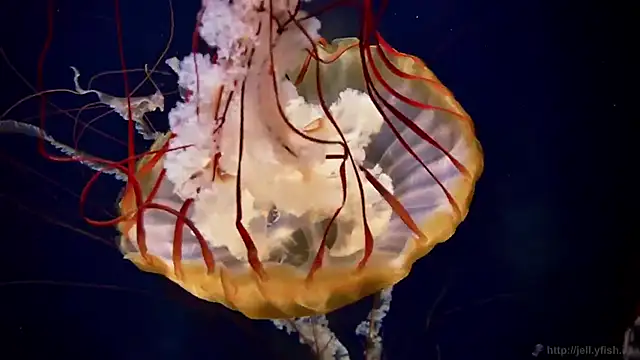 Snapshot of streamy_test13 chatting on October 7, 10:56 am streamy test13 online show from October 7, 10:56 am