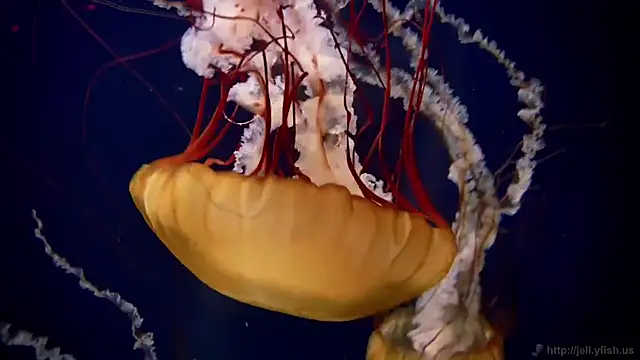 Snapshot of streamy_test13 chatting on October 20, 1:55 pm streamy test13 online show from October 20, 1:55 pm