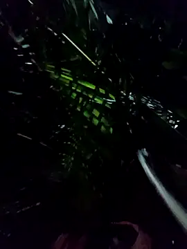 Snapshot of mis312 chatting on January 8, 5:10 am mis312 online show from January 8, 5:10 am