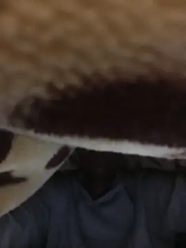 WrongedParvo online show from November 23, 11:48 pm