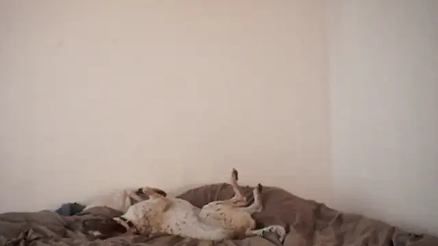 Stephany talks online show from March 19, 11:57 pm