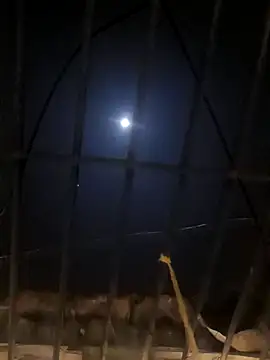 jellydicks online show from January 11, 5:29 pm