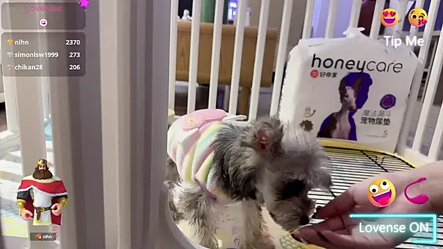 Bunny Tutu online show from January 18, 11:54 am