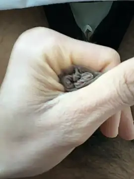 Snapshot of raju120011 chatting on February 26, 4:35 pm raju120011 online show from February 26, 4:35 pm