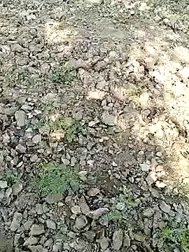 Snapshot of xmanrawan2 chatting on January 31, 7:07 am xmanrawan2 online show from January 31, 7:07 am