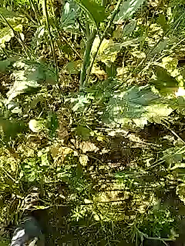 Snapshot of xmanrawan2 chatting on February 5, 5:20 am xmanrawan2 online show from February 5, 5:20 am