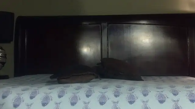 Snapshot of Hornylouisewil chatting on November 21, 12:43 am Hornylouisewil online show from November 21, 12:43 am