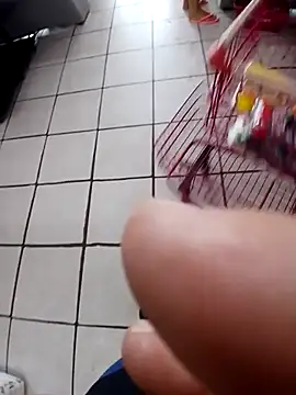 Snapshot of cicinha3657 chatting on February 20, 6:30 pm cicinha3657 online show from February 20, 6:30 pm