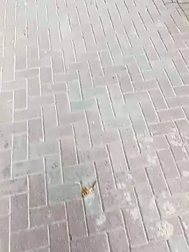 king godgm online show from November 24, 8:47 am