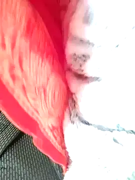 Snapshot of Hut_rotu_cute chatting on January 12, 1:27 pm Hut rotu cute online show from January 12, 1:27 pm