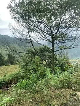 O o UwU o O online show from November 6, 2:01 am