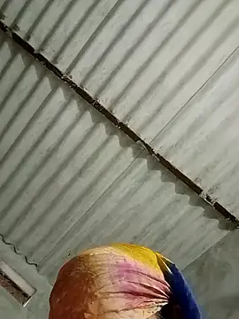 Snapshot of Payal950 chatting on January 17, 1:32 am Payal950 online show from January 17, 1:32 am