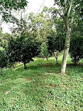 Snapshot of AlphaAlterX chatting on January 15, 2:43 pm AlphaAlterX online show from January 15, 2:43 pm