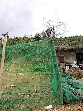 Tin tanny online show from February 12, 7:25 am