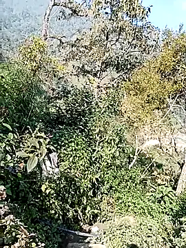 xinhxinhcute online show from December 1, 3:00 am