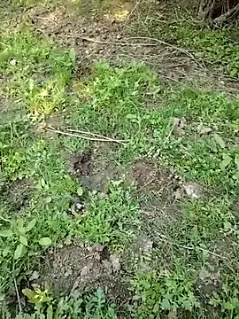 Snapshot of 88zaifkhan88 chatting on March 2, 11:06 am 88zaifkhan88 online show from March 2, 11:06 am