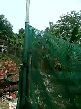 congchua977 online show from March 2, 2:58 am