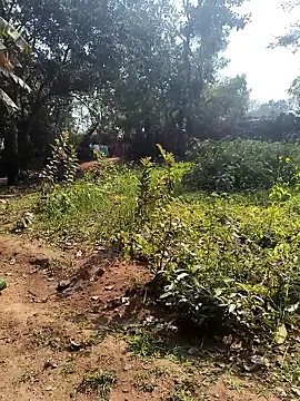 janbi sexe online show from January 14, 5:46 am