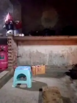 cdyyds-69 online show from January 15, 11:08 pm