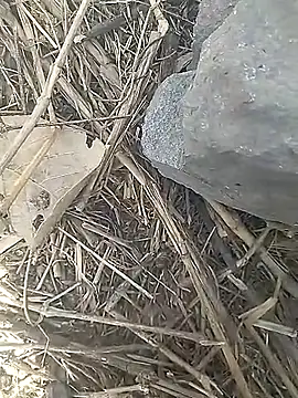 Cute Boy 4 online show from March 13, 10:00 am