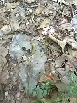 kalai 32 online show from February 4, 6:19 am