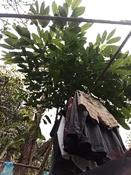 Small flower1 online show from February 11, 3:11 am