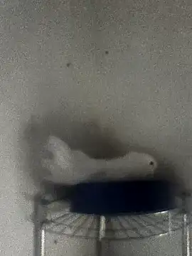 hydra0613 online show from February 22, 10:41 pm