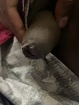 Snapshot of Magic_Spell_Tamil chatting on February 20, 3:34 pm Magic Spell Tamil online show from February 20, 3:34 pm