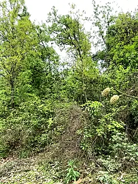 yin202601 online show from March 26, 6:08 am