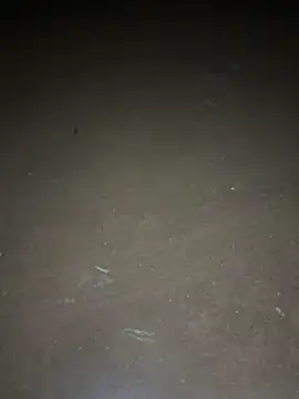 yingzi003 online show from April 16, 12:39 pm