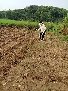 Bong Hoa online show from August 3, 11:41 pm
