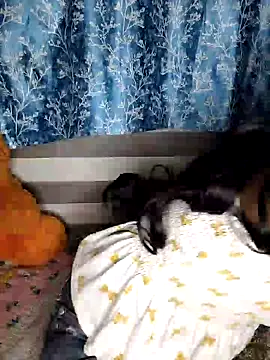 Snapshot of pinki-rani1 chatting on July 7, 5:17 pm pinki-rani1 online show from July 7, 5:17 pm