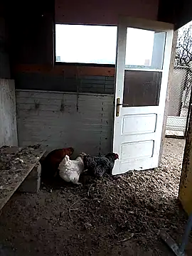 sarpe4 online show from November 22, 7:29 am